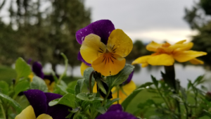 Flowers at Eagle Crest